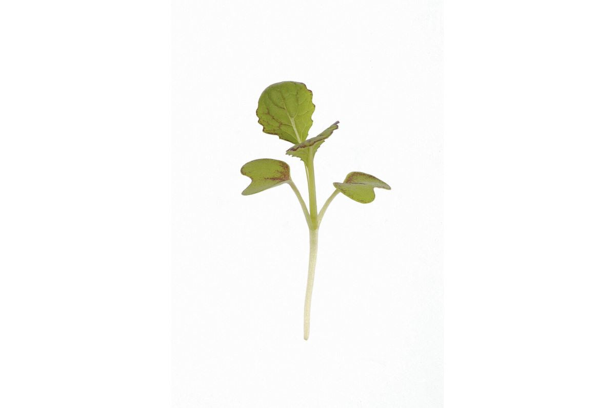 Mustard, Red Giant – Microgreen Seed